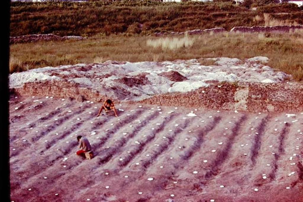 III.7 Pompeii. 1976. Looking east across furrows with clearly marked root cavities. Photo by Stanley A. Jashemski.
Source: The Wilhelmina and Stanley A. Jashemski archive in the University of Maryland Library, Special Collections (See collection page) and made available under the Creative Commons Attribution-Non Commercial License v.4. See Licence and use details. J76f0473