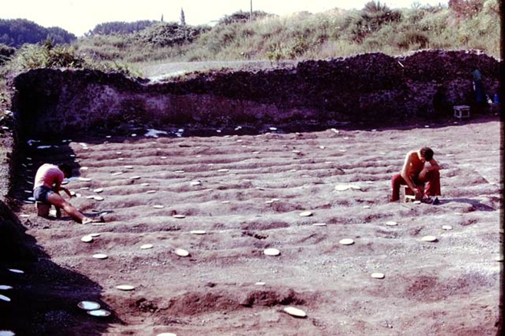 III.7 Pompeii. 1976. Looking south across furrows in south-east corner. Photo by Stanley A. Jashemski.
Source: The Wilhelmina and Stanley A. Jashemski archive in the University of Maryland Library, Special Collections (See collection page) and made available under the Creative Commons Attribution-Non Commercial License v.4. See Licence and use details. J76f0490