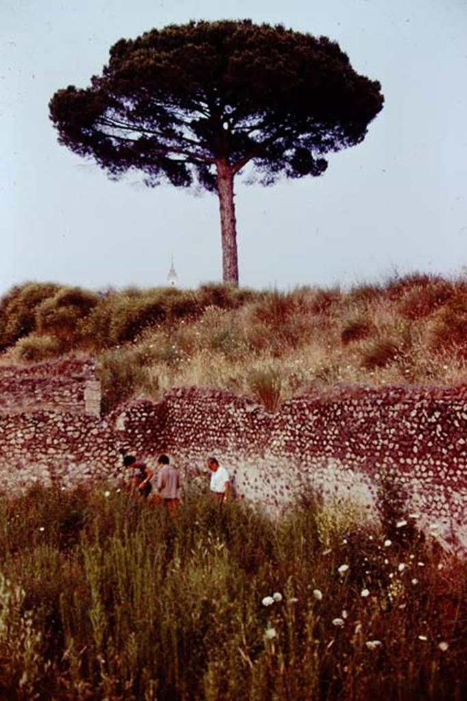 III.7 Pompeii. 1976. Area near south-east corner. Photo by Stanley A. Jashemski.
Source: The Wilhelmina and Stanley A. Jashemski archive in the University of Maryland Library, Special Collections (See collection page) and made available under the Creative Commons Attribution-Non Commercial License v.4. See Licence and use details. J76f0532