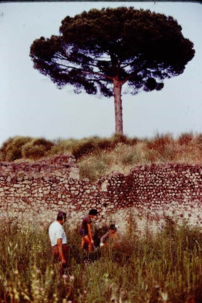 III.7 Pompeii. 1976. Area near south-east corner. Photo by Stanley A. Jashemski.
Source: The Wilhelmina and Stanley A. Jashemski archive in the University of Maryland Library, Special Collections (See collection page) and made available under the Creative Commons Attribution-Non Commercial License v.4. See Licence and use details. J76f0533