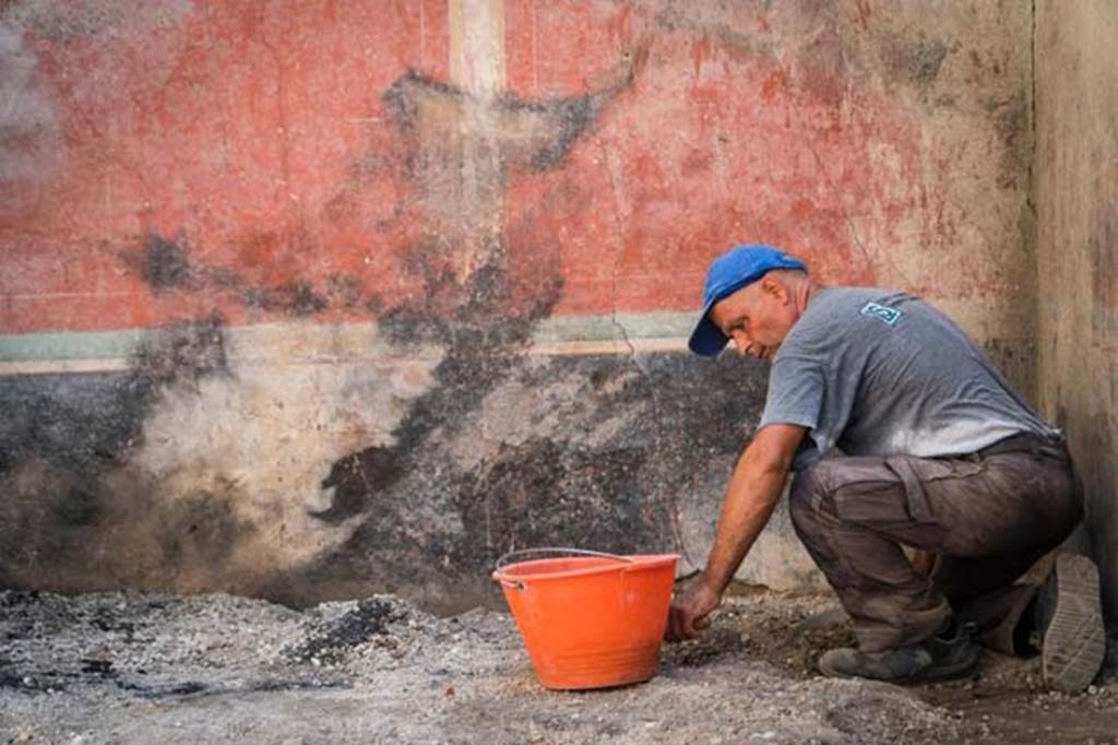 V.2.Pompeii. Casa di Orione. August 2018. Room A10, triclinium, with burnt wall and traces of a burnt couch on the floor.
Photograph © Parco Archeologico di Pompei.
According to Osanna,
“During the excavation, numerous burned wooden fragments appeared, together with an obvious concentration of inorganic burnt materials, found near the eastern wall of the room. During the eruption there had to have been a fire limited to this room of the house, which caused the combustion and subsequent mineralization of the elements of organic materials. The silhouette of the burning remaining on the eastern decorated wall of the room, of the peculiar shape (of the burn) inclined towards the south, together with that identified on the southern wall suggest that the first collapse of the ceiling had occurred in the south-east corner of the room. The collapse that led to new oxygen entering the room, must have fed and given new strength to the fire in progress. Indeed, it was precisely at this corner of the room that the largest number of fragments of the roofing were found superimposed on the burned wood material.
Among the numerous burned wooden elements, fragments of charred material stood out, characterized by an extremely vacuous and spongy structure, which could be identified as padding of a mattress. An extraordinary fact is that many of these fragments of organic material were adhered to pieces of fabric, evidently what remained of the fabrics that covered the couch (see fig. 20, p.107 in book).
In direct contact with the floor, moreover, where one also saw carbon and strips of straw-like trellising pertaining to the collapse of the ceiling, one could also see two large regular carbonised traces, which had an L-shape. The ample black marks, without a shadow of doubt, refer to the presence of a pair of couches arranged with every probability along the walls. Indeed, there could have been a third couch, which might have been removed due to the renovation taking place in the house.”
See Osanna M, 2019. Pompei. Il tempo ritrovato. Le Nuove Scoperte. Milano: Rizzoli (p. 106-8).