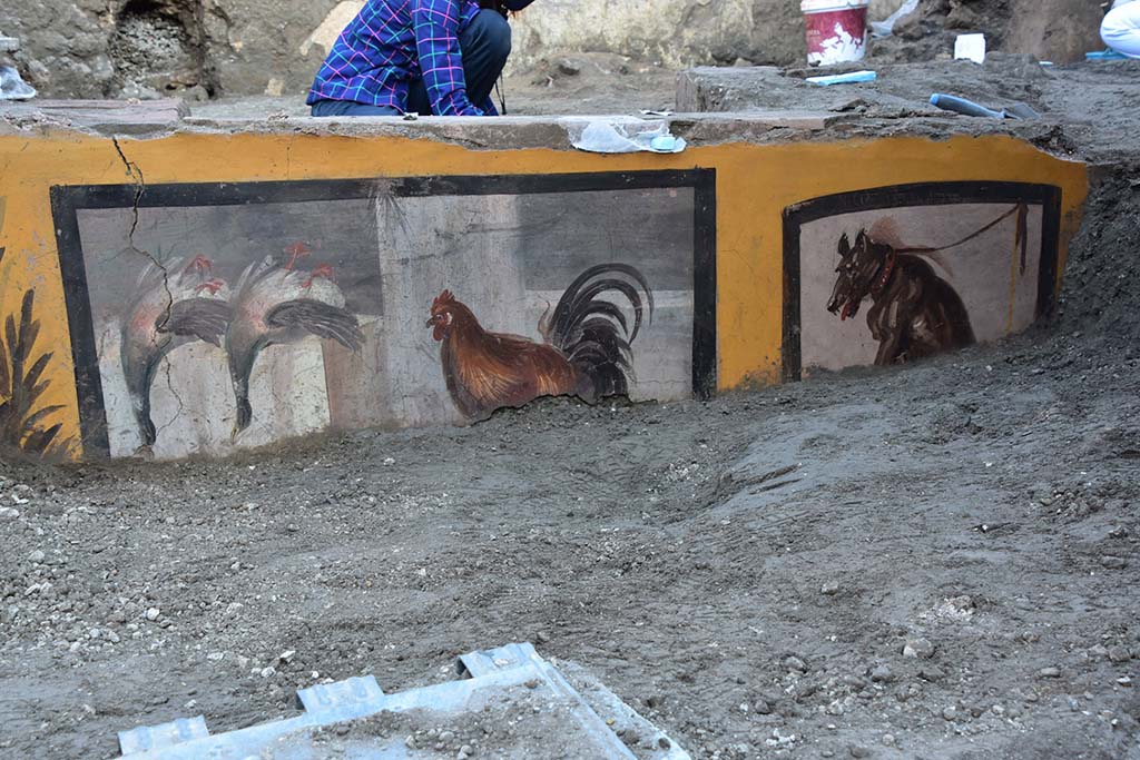 V.3 Pompeii, Thermopolium with painting of nereid. December 2020.
The last section of the counter to be unearthed revealed other exquisite scenes of still life, with depictions of animals which were likely butchered and sold here. such as in the case of the two mallard ducks shown upside down, ready to be cooked and eaten; a rooster; and a dog on a lead, the latter serving almost as a warning in the manner of the famed Cave Canem.

V.3 Pompei, Termopolio con dipinto di nereide e anfore. Dicembre 2020.
Sull'ultimo braccio di bancone portato alla luce sono emerse altre pregevoli scene di nature morte, con rappresentazioni di animali, probabilmente macellati e venduti nel locale, come le due anatre germane esposte a testa in giù, pronte ad essere preparate e consumate, un gallo e un cane al guinzaglio, quasi un monito alla maniera del famoso Cave Canem.

Photograph © Parco Archeologico di Pompei.
