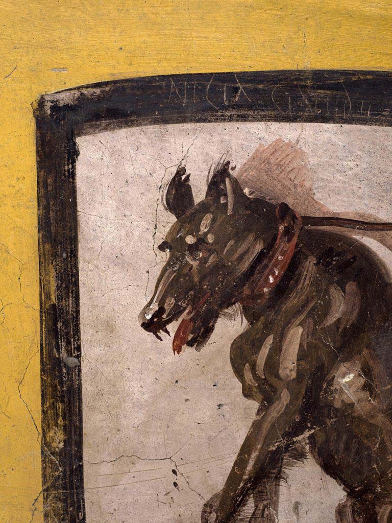 V.3 Pompeii, Thermopolium with painting of nereid. December 2020.
A mocking inscription can be found scratched onto the frame which surrounds the painting of the dog: NICIA CINAEDE CACATOR- literally "Nicias (probably a freedman from Greece) Shameless Shitter!" This was probably left by a prankster who sought to poke fun at the owner, or by someone who worked in the Thermopolium.

V.3 Pompei, Termopolio con dipinto di nereide e anfore. Dicembre 2020.
Una sbeffeggiante iscrizione graffitagraffta "Nicia cineadecacator" si si legge sulla cornice che racchiude il dipinto del cane: Nicia (probabilmente un liberto proveniente dalla Grecia) Cacatore, invertito! Probabilmente lasciata da un buontempone che aveva voluto prendere in giro il proprietario o da qualcuno che lavorava nel termopolio.

Photo by Luigi Spina courtesy of Parco Archeologico di Pompei.
