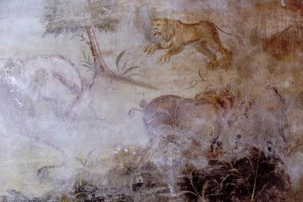 V.4.a Pompeii. 1968. Panel at east end of north wall of garden showing a springing lioness and a wild boar. Photo by Stanley A. Jashemski.
Source: The Wilhelmina and Stanley A. Jashemski archive in the University of Maryland Library, Special Collections (See collection page) and made available under the Creative Commons Attribution-Non Commercial License v.4. See Licence and use details.
J68f0660
