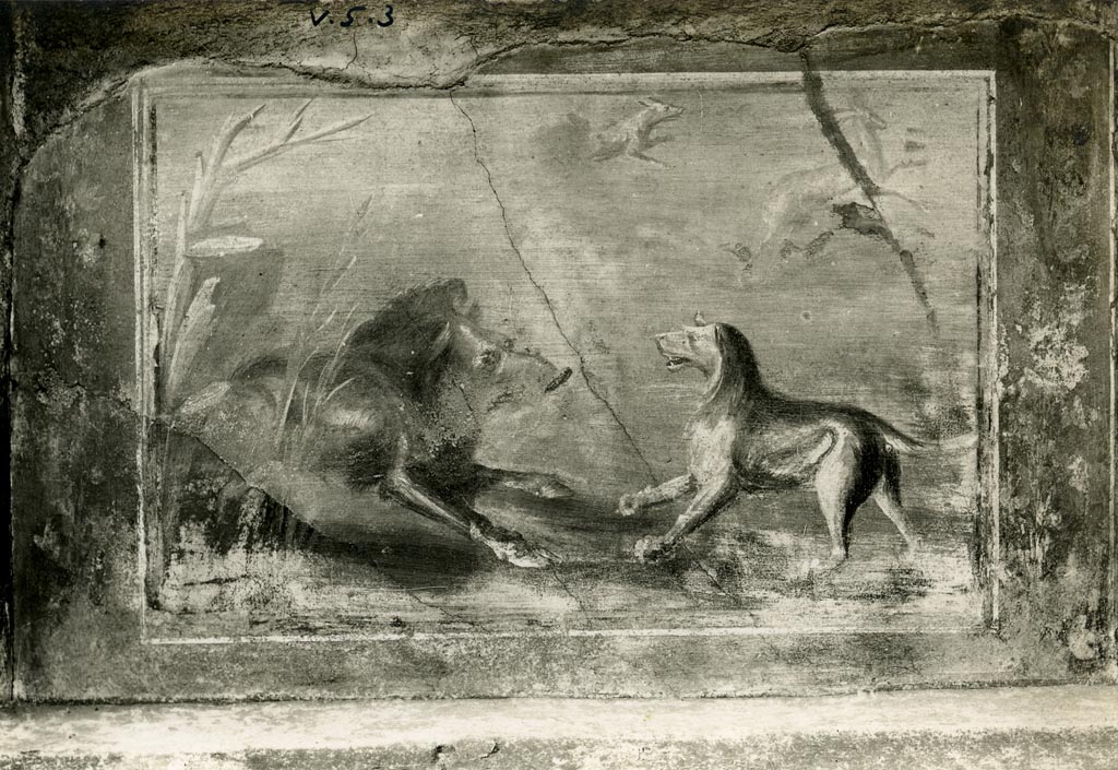 V.5.3 Pompeii. Pre-1937-39. Room 7, north section of peristyle.
Painting of hunt scene showing a boar facing a dog. In the background another dog following a deer. Destroyed.
Photo courtesy of American Academy in Rome, Photographic Archive. Warsher collection no. 1686.