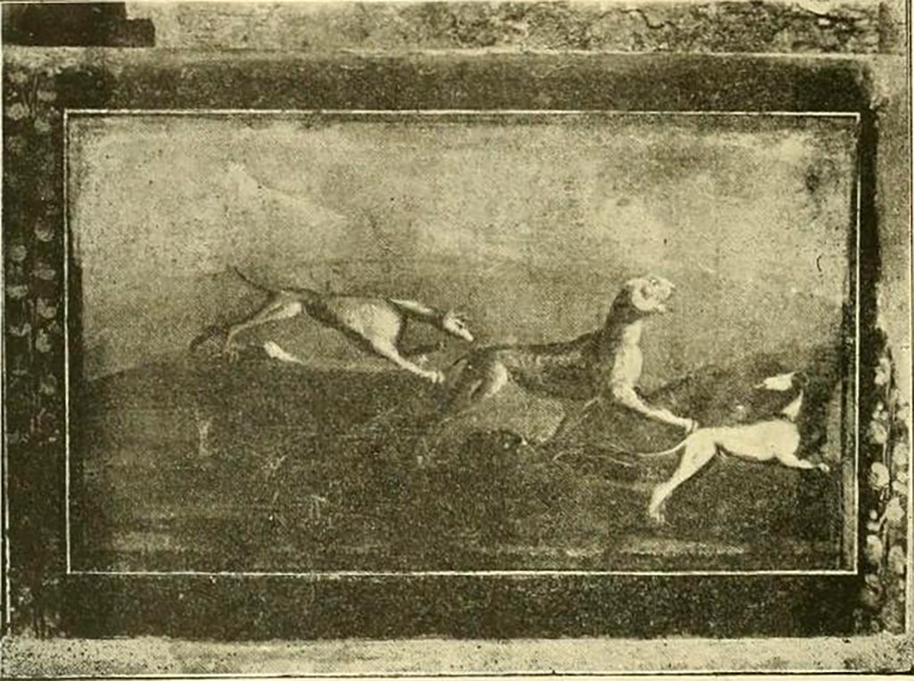 V.5.3 Pompeii. Wall painting from north-east corner of peristyle. It shows a panther pursued by two dogs similar to greyhounds.
See Notizie degli Scavi di Antichità, 1899, p.351-2, number 12, fig. 12.