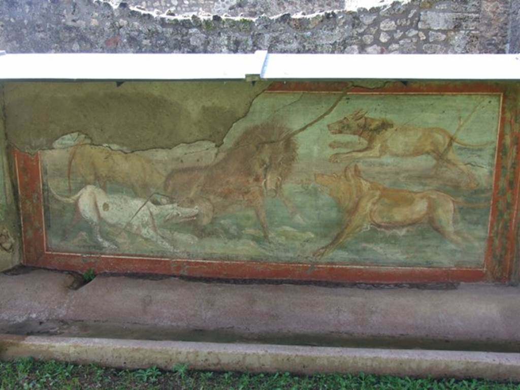 V.5.3 Pompeii. March 2009. Room 7, peristyle. Painting 7 - animal painting of boar being attacked by four dogs, on west side of peristyle. See Not. Scavi, 1899, p.349, number 3.