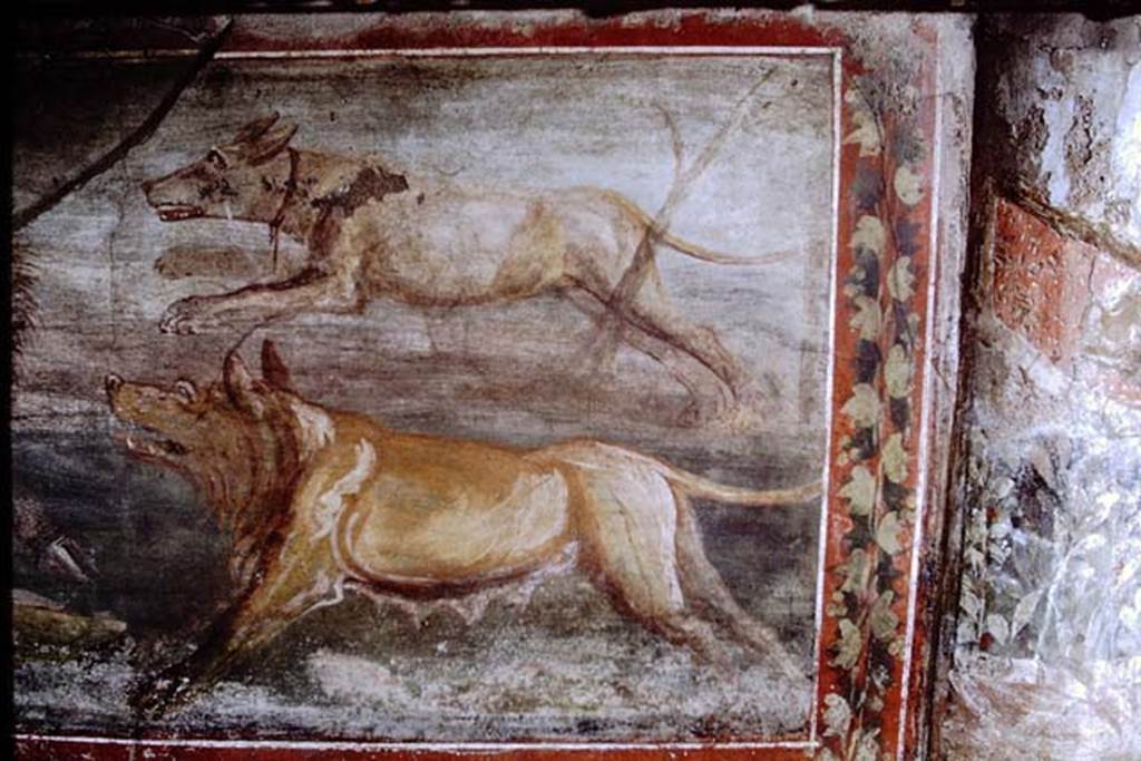 V.5.3 Pompeii. 1968. Room 7, peristyle – detail from Painting 7. Photo by Stanley A. Jashemski.
Source: The Wilhelmina and Stanley A. Jashemski archive in the University of Maryland Library, Special Collections (See collection page) and made available under the Creative Commons Attribution-Non Commercial License v.4. See Licence and use details.
J68f1543