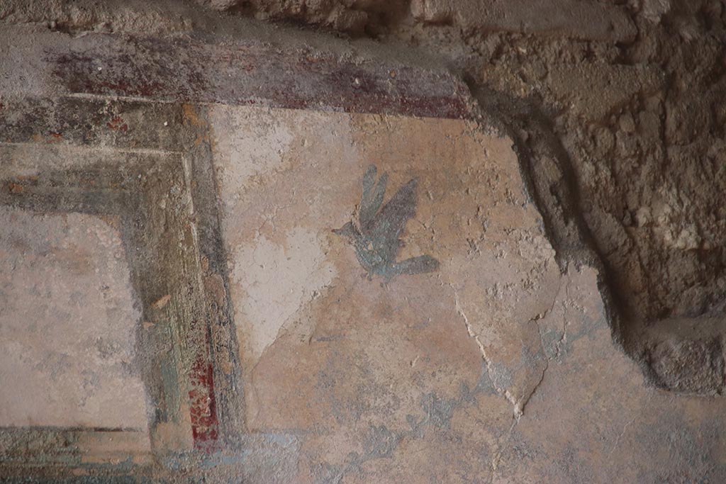 V.6.12 Pompeii. October 2024.
Detail of painted bird from east end of upper north wall of fauces/ entrance corridor. Photo courtesy of Klaus Heese.