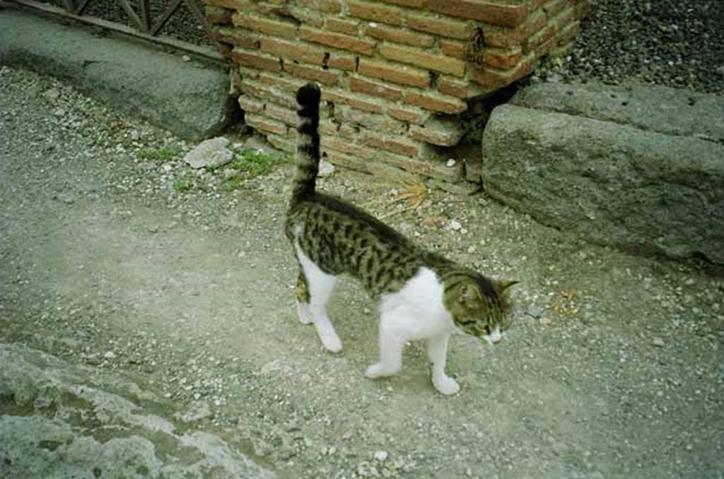 VI.3.8 Pompeii. July 2010. The new owner of the House of Sallust passing by (see VI.2.4). Photo courtesy of Rick Bauer.