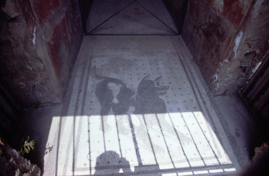 VI.8.5 Pompeii. July 1980. Cave Canem mosaic in entrance corridor.
Photo courtesy of Rick Bauer, from Dr George Fay’s slides collection.