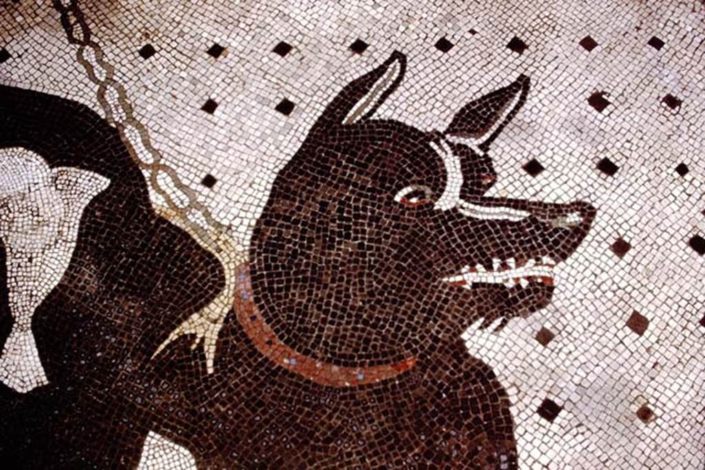 VI.8.5 Pompeii, 1978. Detail from mosaic of guard dog. Photo by Stanley A. Jashemski.
Source: The Wilhelmina and Stanley A. Jashemski archive in the University of Maryland Library, Special Collections (See collection page) and made available under the Creative Commons Attribution-Non Commercial License v.4. See Licence and use details. J78f0642