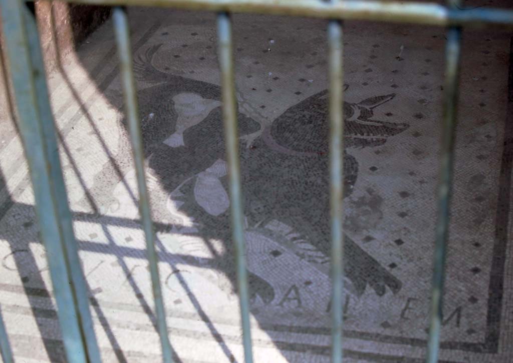 VI.8.5 Pompeii. August 1976. Cave Canem mosaic in entrance corridor.
Photo courtesy of Rick Bauer, from Dr George Fay’s slides collection.