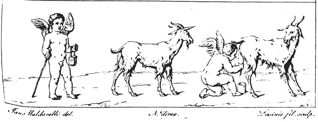 VI.8.23 Pompeii. Pre-1829. Drawing by Maldarelli of goats and cupids, from the tablinum of the House of the Second Fountain.
According to RMB –
“Two cupids, one in the act of milking a goat, while the other with a stick in one hand and a basket in the other, seems to have reaped the fruits of the effort of the first.”
See Real Museo Borbonico, Vol. V, 1829, tav. XVIII, (18).