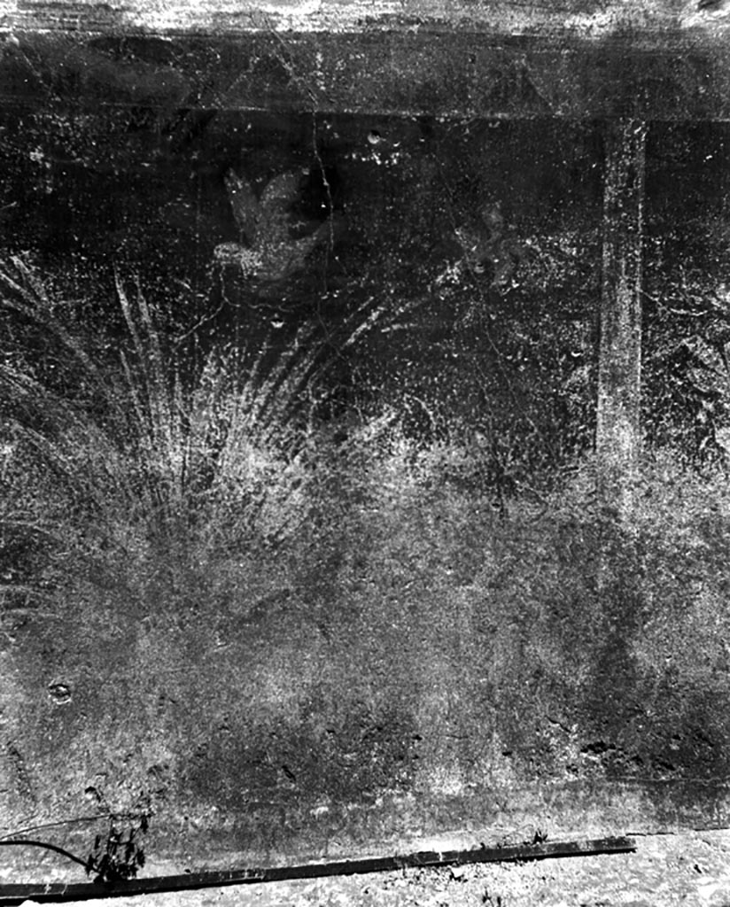 VI.9.6 Pompeii. W.767.
Room 1, remains of painted decoration of plant with hovering bird from north wall of fauces or entrance corridor.
Photo by Tatiana Warscher. Photo © Deutsches Archäologisches Institut, Abteilung Rom, Arkiv.