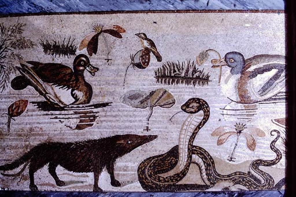 VI.12.2 Pompeii. 1968. Detail from mosaic of hippopotamus, crocodile, Ibis and other creatures of the Nile. Photo by Stanley A. Jashemski.
Source: The Wilhelmina and Stanley A. Jashemski archive in the University of Maryland Library, Special Collections (See collection page) and made available under the Creative Commons Attribution-Non Commercial License v.4. See Licence and use details.
J68f0828