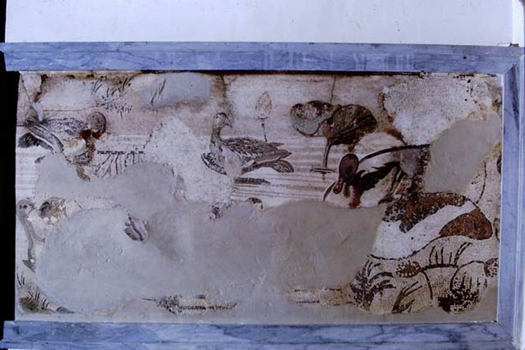 VI.12.2 Pompeii. 1968. Detail from mosaic of water birds. Photo by Stanley A. Jashemski.
Source: The Wilhelmina and Stanley A. Jashemski archive in the University of Maryland Library, Special Collections (See collection page) and made available under the Creative Commons Attribution-Non Commercial License v.4. See Licence and use details.
J68f1031