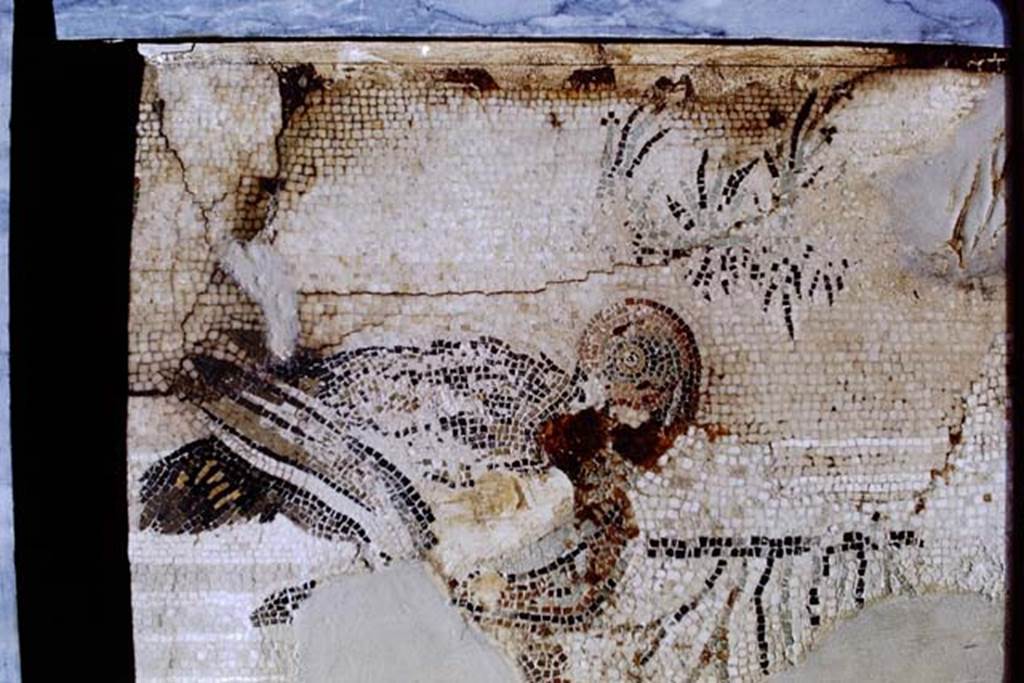 VI.12.2 Pompeii. 1968. Detail from mosaic of water birds. Photo by Stanley A. Jashemski.
Source: The Wilhelmina and Stanley A. Jashemski archive in the University of Maryland Library, Special Collections (See collection page) and made available under the Creative Commons Attribution-Non Commercial License v.4. See Licence and use details.
J68f1032