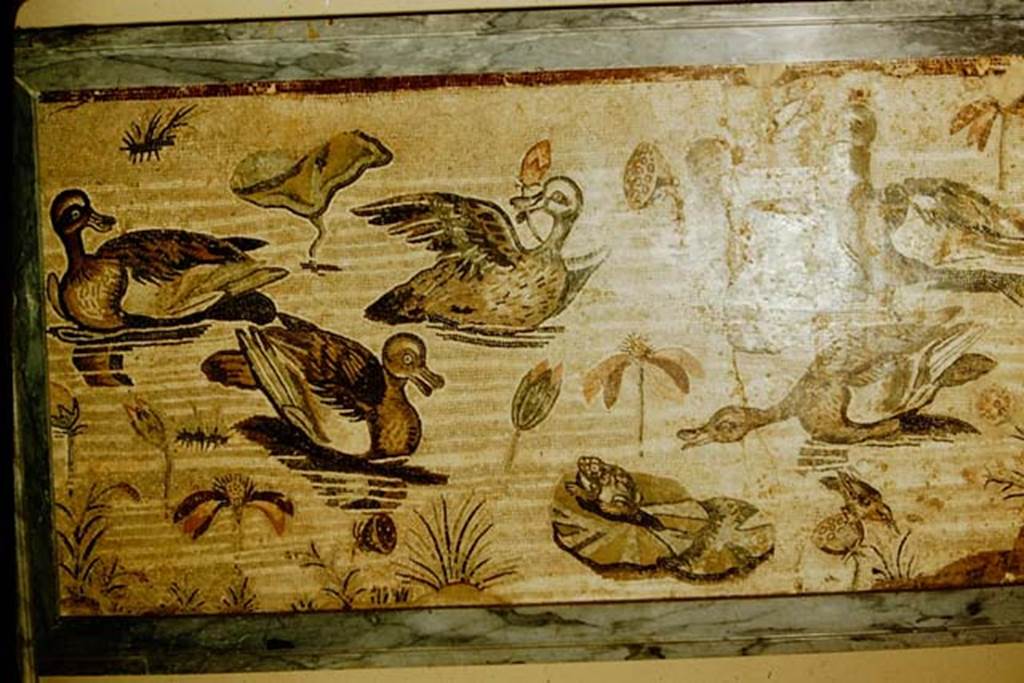 VI.12.2 Pompeii. 1957. Detail from mosaic of water birds. Photo by Stanley A. Jashemski.
Source: The Wilhelmina and Stanley A. Jashemski archive in the University of Maryland Library, Special Collections (See collection page) and made available under the Creative Commons Attribution-Non Commercial License v.4. See Licence and use details.
J57f0529
