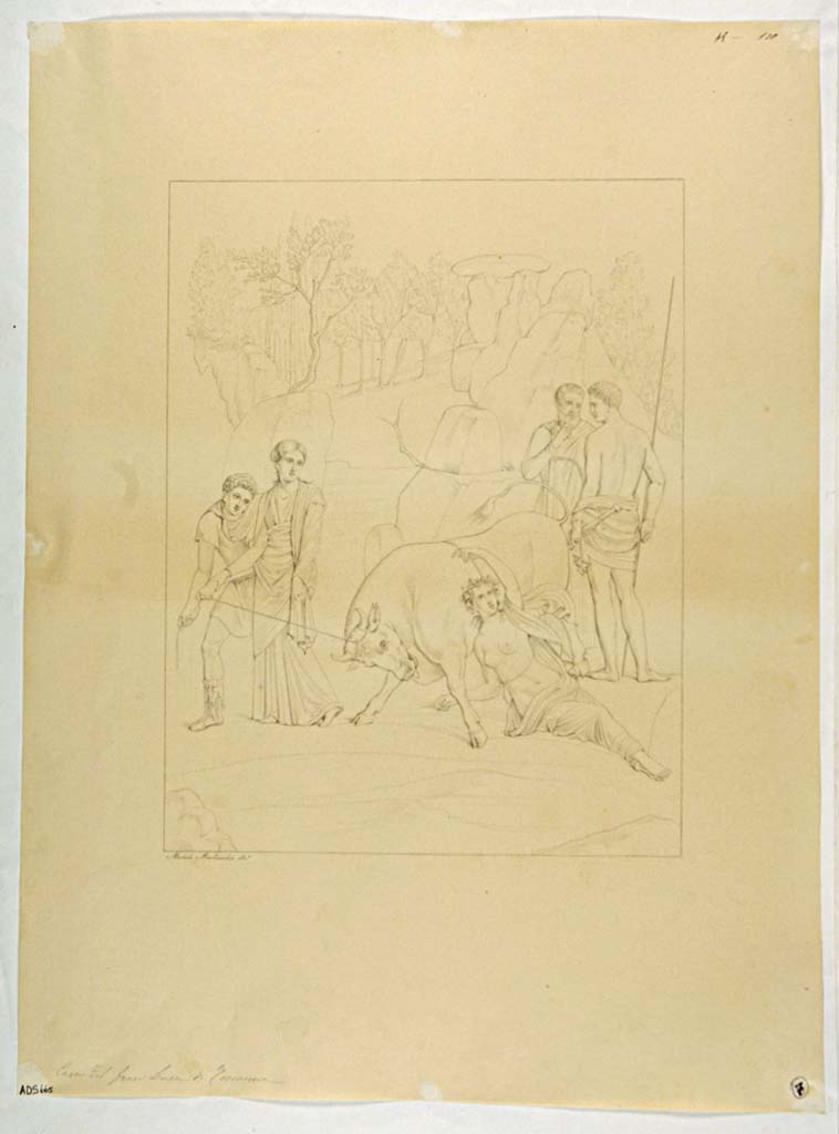 VII.4.56 Pompeii. Drawing by Michele Mastracchio, of the Punishment of Dirce, from east wall of tablinum.
Now in Naples Archaeological Museum. Inventory number ADS 665.
Photo © ICCD. http://www.catalogo.beniculturali.it
Utilizzabili alle condizioni della licenza Attribuzione - Non commerciale - Condividi allo stesso modo 2.5 Italia (CC BY-NC-SA 2.5 IT)
See Helbig, W., 1868. Wandgemälde der vom Vesuv verschütteten Städte Campaniens. Leipzig: Breitkopf und Härtel, (1551).
This painting can also be seen in MB XIV, Tav. IV.