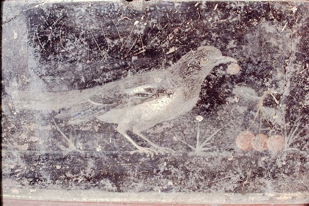 VII.6.28 Pompeii. Found on 30th April 1762. Painting of right-hand blackbird with cherry in the beak, branch and three cherries.
Now in Naples Archaeological Museum. Inventory number 8746.
See Antichit� di Ercolano: Tomo Quarto: Le Pitture 4, 1765, 20, 95.
Photo by Stanley A. Jashemski, 1968.
Source: The Wilhelmina and Stanley A. Jashemski archive in the University of Maryland Library, Special Collections (See collection page) and made available under the Creative Commons Attribution-Non Commercial License v.4. See Licence and use details.
J68f0834
