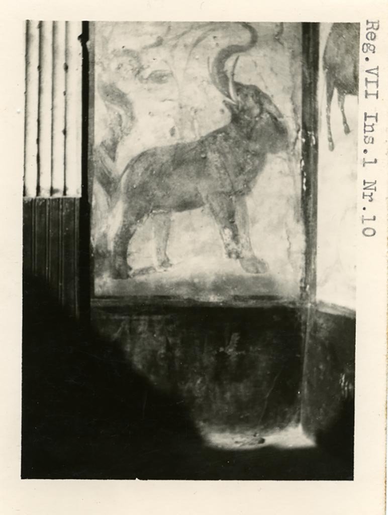 VII.7.10 Pompeii but shown as from VII.1.10 on photo. Pre-1937-39.
Painted elephant from north-west corner of peristyle.
Photo courtesy of American Academy in Rome, Photographic Archive. Warsher collection no. 1819.