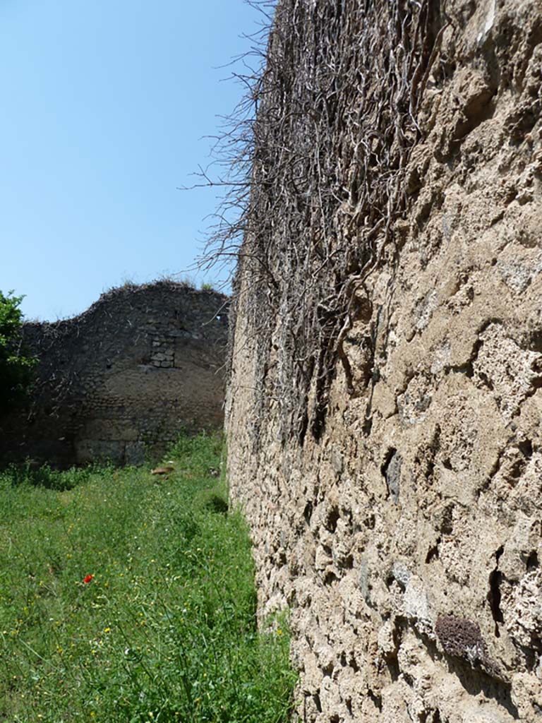 VII.10.14 Pompeii. May 2010. Looking west along north wall.
According to Jashemski -
Boyce reported there was a garden painting on the north (?) wall, and in front of it was a masonry altar with a step on the front of it.
Boyce said the wall was painted with trees, plants and birds.
The altar was coated with white stucco and decorated with the following painted objects.
On the front side, a shallow dish with fruits and a pine cone.
On the left side, two trees with an altar between them, with the attributes of Diana around it, a crown, a bow, a quiver, two hunting spears, two dogs and a torch.
On the right side, a rural shrine scene consisting of a column and capital, and on the top of the capital a basket containing two rhyta, a jar, a phallus-like object covered with a red cloth; across the field was painted a thyrsus.
See Boyce G. K., 1937. Corpus of the Lararia of Pompeii. Rome: MAAR 14. (p. 69)
According to Jashemski, on the south wall was a badly preserved painting with plants and birds that were still faintly visible in l993.
See Jashemski, W. F., 1993. The Gardens of Pompeii, Volume II: Appendices. New York: Caratzas. (p. 191)