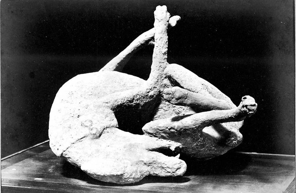 VIII.1.4 Pompeii Antiquarium. About 1875. Cast of watch dog (Victim number 8).
Photo courtesy of Rick Bauer.