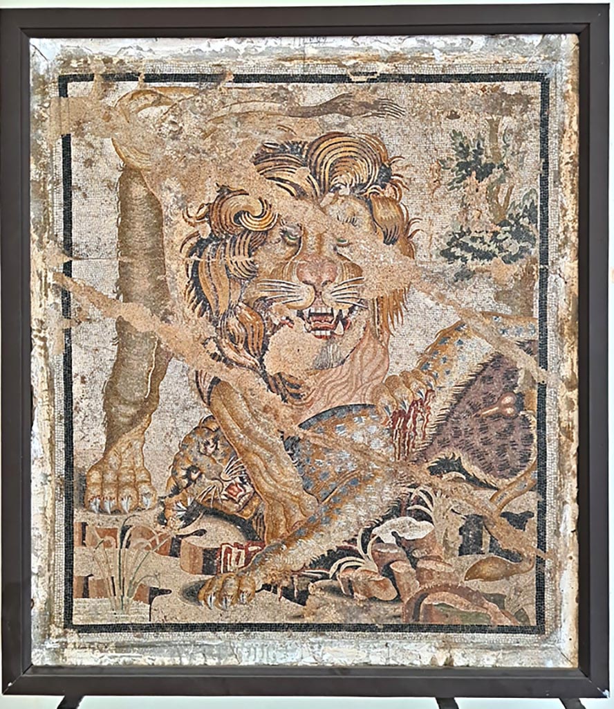 VIII.2.34 Pompeii. Found in room ‘o’ with stairs, on right from tablinum, March 1885.
Mosaic of a lion that clutches a leopard among marshy leaves.
The floor in which it was found was cracked and subsiding and this has damaged the representation of the lion.
Now in Naples Archaeological Museum, inv. no. 114282.
According to the information card, it was found in the Winter triclinium, –
Lion and leopard.
Mosaic emblema in opus vermiculatum made from polychrome tesserae. In a rocky landscape, a lion clutches a leopard between its paws.
The mosaicist (musiarius) managed to convey the figurative force of the Hellenistic cartoon in the ferocious expression of the lion and its thick mane. (First quarter of the Ist century BC.)
(Leone e leopardo.
Emblema pavimentale in opus vermiculatum di tessere policrome.
In un paesaggio roccioso, un leone afferra tra le zampe un leopardo. Il musivarius ha saputo rendere l’efficacia figurativa del cartone ellenistico
soprattutto nell’espressione feroce del felino e nella folta criniera. Primo quarto del I secolo a.C.)
Photo courtesy of Giuseppe Ciaramella. September 2024.