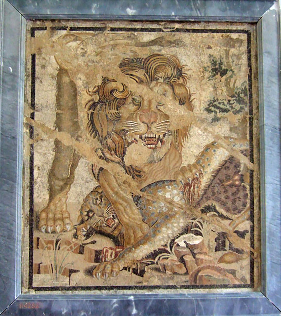VIII.2.34 Pompeii. Found in room ‘o’ with stairs, on right from tablinum, March 1885.
Mosaic of a lion that clutches a leopard among marshy leaves.
The floor in which it was found was cracked and subsiding and this has damaged the representation of the lion.
Now in Naples Archaeological Museum. Inventory number 114282.
See Notizie degli Scavi di Antichità, 1885, p. 162.