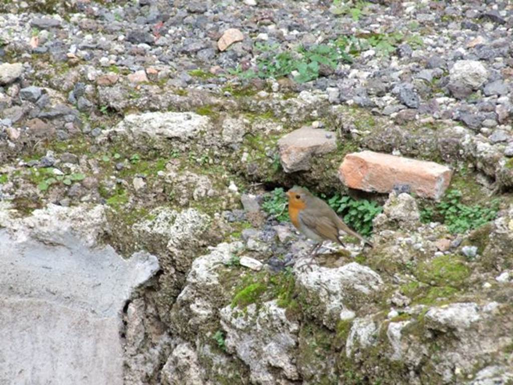 VIII.4.35 Pompeii. Shop and room. December 2007. Christmas robin on corner of podium.