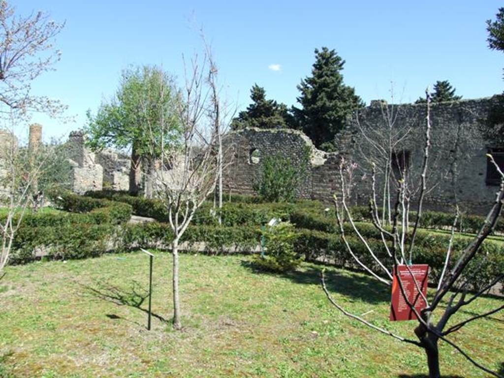 VIII.5.16 Pompeii. March 2009. Looking north east across garden, from near VIII.5.38.