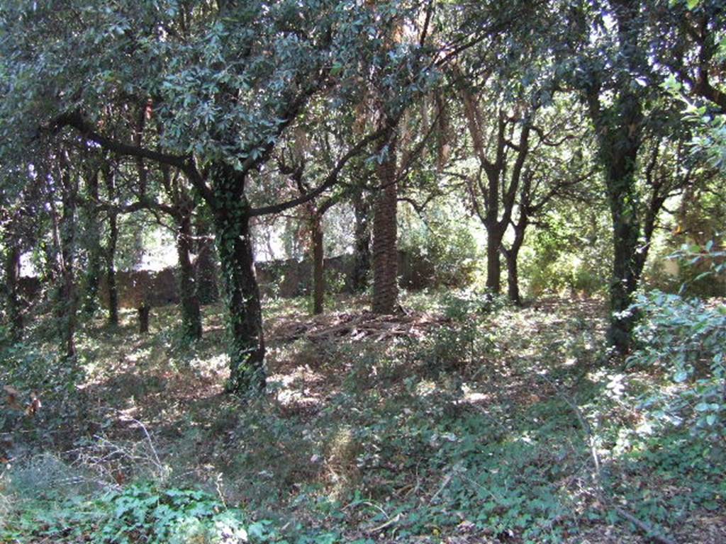 VIII.6.6 Pompeii. Horticultural plot. September 2005. Looking south east.