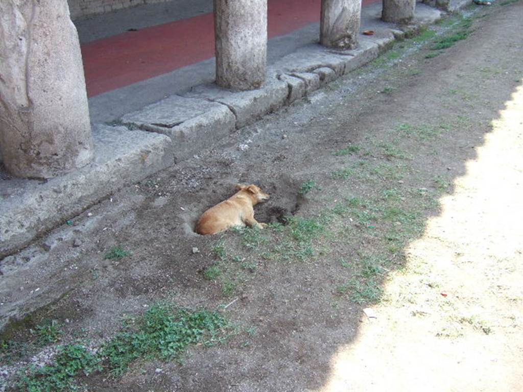 VIII.7.16 Pompeii. September 2005. Gladiators Barracks – Pompeii dog sheltering from heat.