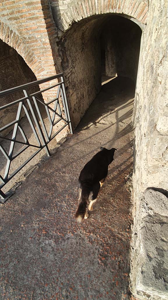 VIII.7.20 Pompeii. August 2021. Dog entering smaller arch under the west Tribunal.
Foto Annette Haug, ERC Grant 681269 DÉCOR