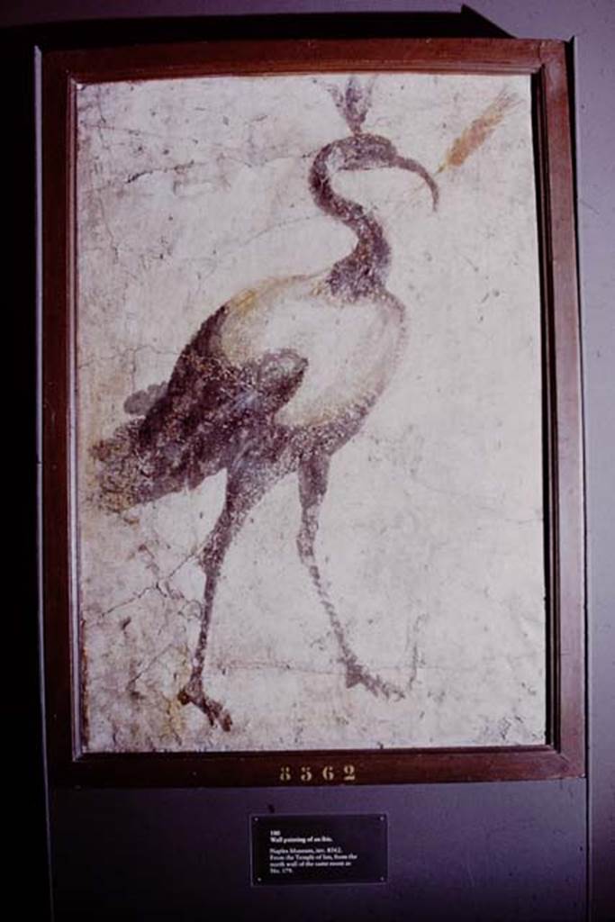 VIII.7.28 Pompeii. 1978. Found on north wall of the sacrarium. Wall painting of sacred ibis. Photo by Stanley A. Jashemski.
Source: The Wilhelmina and Stanley A. Jashemski archive in the University of Maryland Library, Special Collections (See collection page) and made available under the Creative Commons Attribution-Non Commercial License v.4. See Licence and use details.
J78f0093
Now in Naples Archaeological Museum. Inventory number 8562.