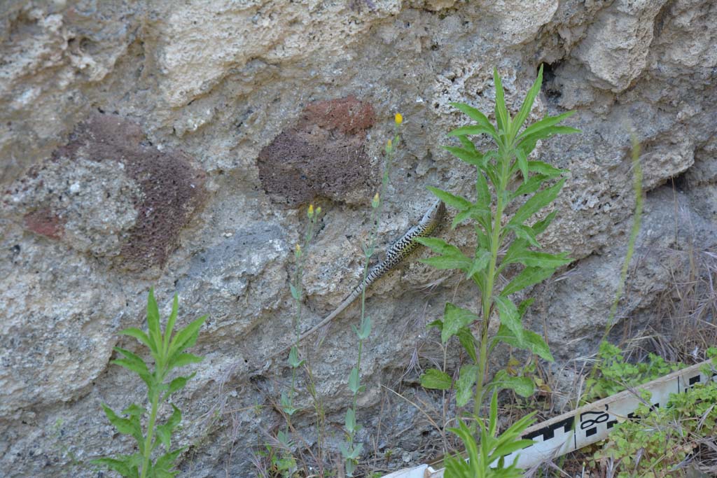 IX.5.6 Pompeii. May 2017. Room u, lizard disturbed in his peace and quiet.
Foto Christian Beck, ERC Grant 681269 DÉCOR.