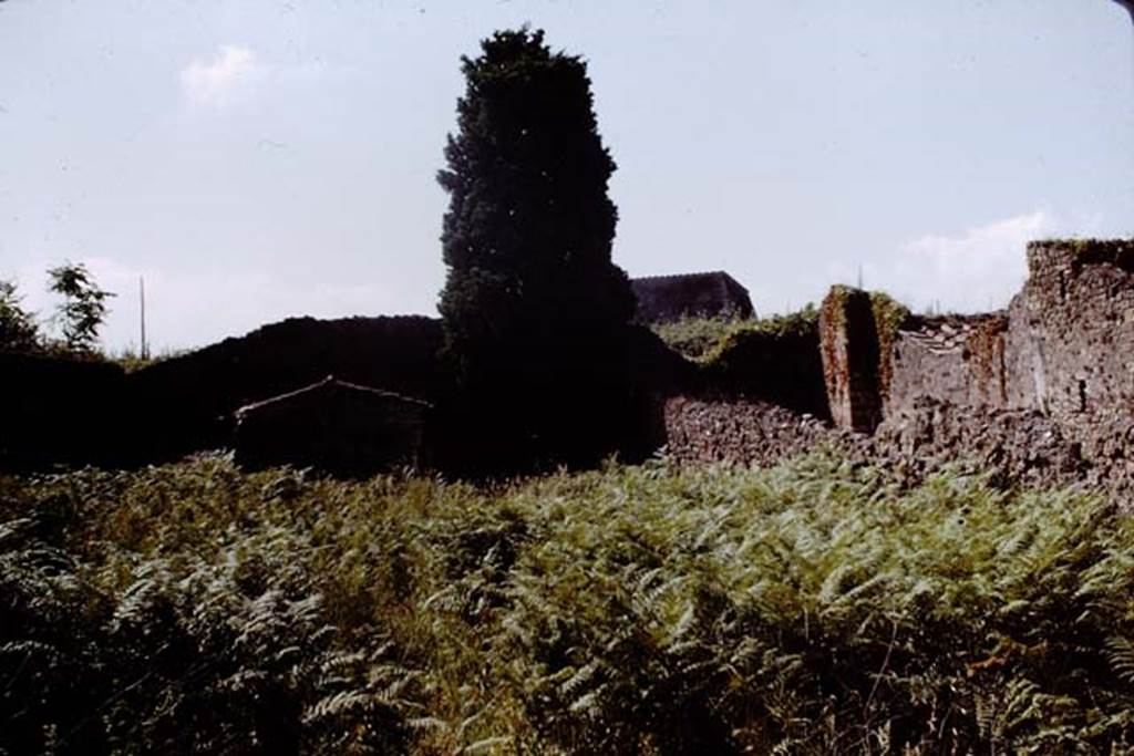 IX.9.6 Pompeii. 1964. Looking south across garden. Photo by Stanley A. Jashemski.
Source: The Wilhelmina and Stanley A. Jashemski archive in the University of Maryland Library, Special Collections (See collection page) and made available under the Creative Commons Attribution-Non Commercial License v.4. See Licence and use details.
J64f1119