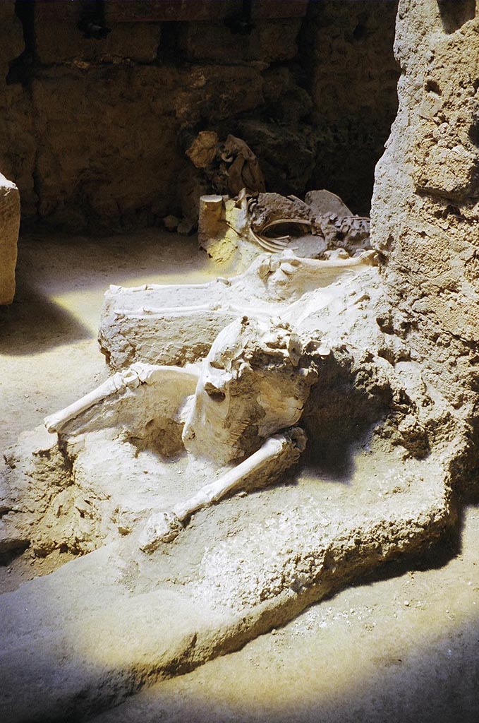 IX.12.8 Pompeii. May 2010.
Mule or donkey skeleton in the stable entrance. Looking west. Photo courtesy of Rick Bauer.