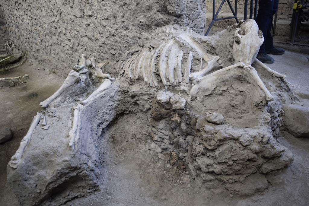 IX.12.8 Pompeii. February 2017. Looking east to mule or donkey skeleton in the stable entrance. Photo courtesy of Johannes Eber.