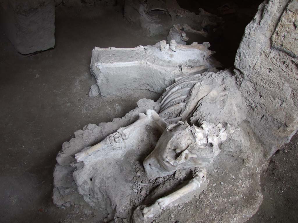 IX.12.8 Pompeii. December 2006. Stable “n”. Skeletons of mules or donkeys.