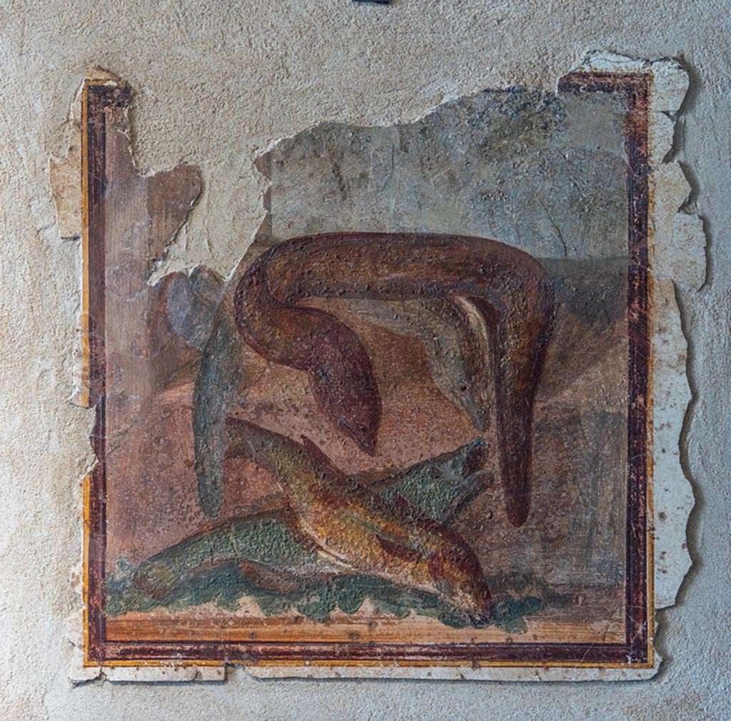 IX 12,9 Pompeii. January 2024.
Wall painting of fishes, from so-called room 16, north wall. PAP inv. 86721. Photo courtesy of Johannes Eber.