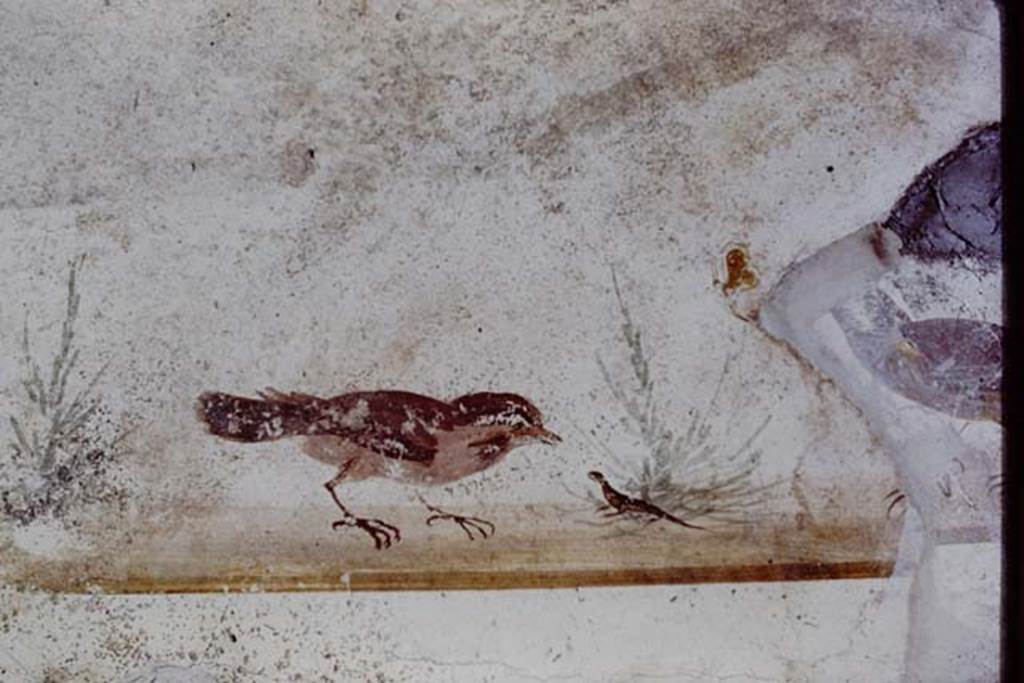IX.13.1-3 Pompeii. 1972. Room 9, detail of birds from upper level on north wall of north portico, between the doorways to rooms 12 and 11. Photo by Stanley A. Jashemski.
Source: The Wilhelmina and Stanley A. Jashemski archive in the University of Maryland Library, Special Collections (See collection page) and made available under the Creative Commons Attribution-Non Commercial License v.4. See Licence and use details. J72f0452
