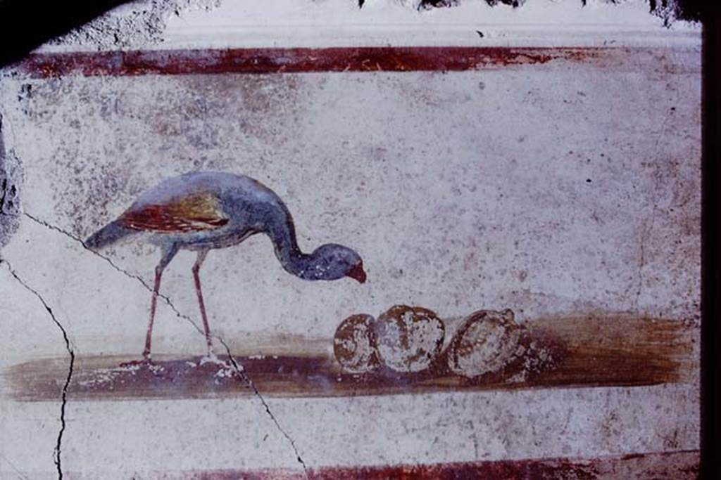 IX.13.1-3 Pompeii. 1972. Room 9, detail from upper level on north wall of north portico, between the doorways to rooms 11 and 10. Painting of bird and fruit. Photo by Stanley A. Jashemski.
Source: The Wilhelmina and Stanley A. Jashemski archive in the University of Maryland Library, Special Collections (See collection page) and made available under the Creative Commons Attribution-Non Commercial License v.4. See Licence and use details. J72f0436
