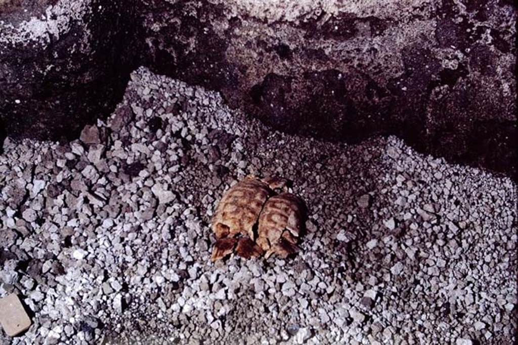 IX.13.1-3 Pompeii, 1973. Turtle shell found in the peristyle garden. Photo by Stanley A. Jashemski.
Source: The Wilhelmina and Stanley A. Jashemski archive in the University of Maryland Library, Special Collections (See collection page) and made available under the Creative Commons Attribution-Non Commercial License v.4. See Licence and use details. J73f0314