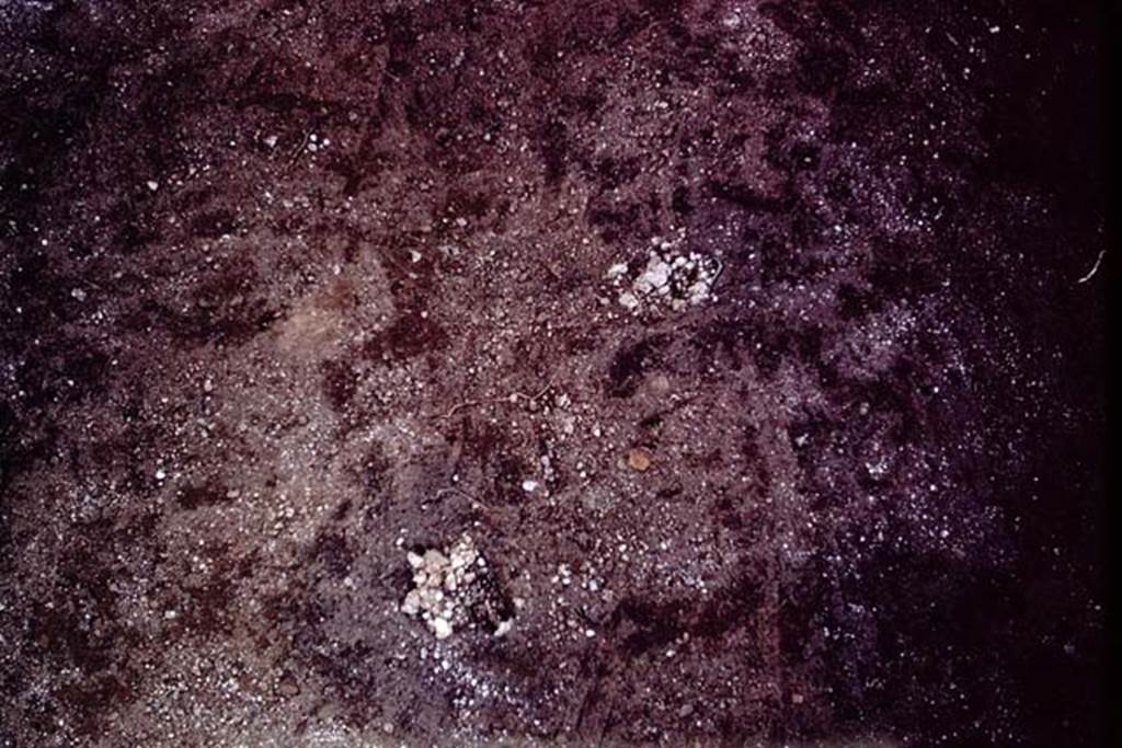 IX.13.1-3 Pompeii, 1973. Lapilli discovered in the root cavities. Photo by Stanley A. Jashemski.
Source: The Wilhelmina and Stanley A. Jashemski archive in the University of Maryland Library, Special Collections (See collection page) and made available under the Creative Commons Attribution-Non Commercial License v.4. See Licence and use details. J73f0328
