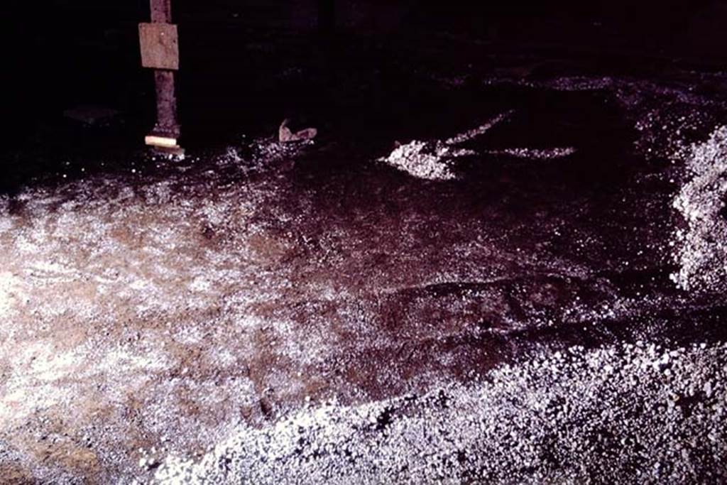 IX.13.1-3 Pompeii, 1973. Strange mark in original soil level in the middle of the garden, lying between the trees. Then Stanley realised that what they had uncovered was the outline of step-ladder. It was an exceptionally long and narrow ladder, exactly the same size, the workers told Wilhelmina, as the light wooden ladders used to pick cherries and pears today. Photo by Stanley A. Jashemski.
Source: The Wilhelmina and Stanley A. Jashemski archive in the University of Maryland Library, Special Collections (See collection page) and made available under the Creative Commons Attribution-Non Commercial License v.4. See Licence and use details. J73f0457