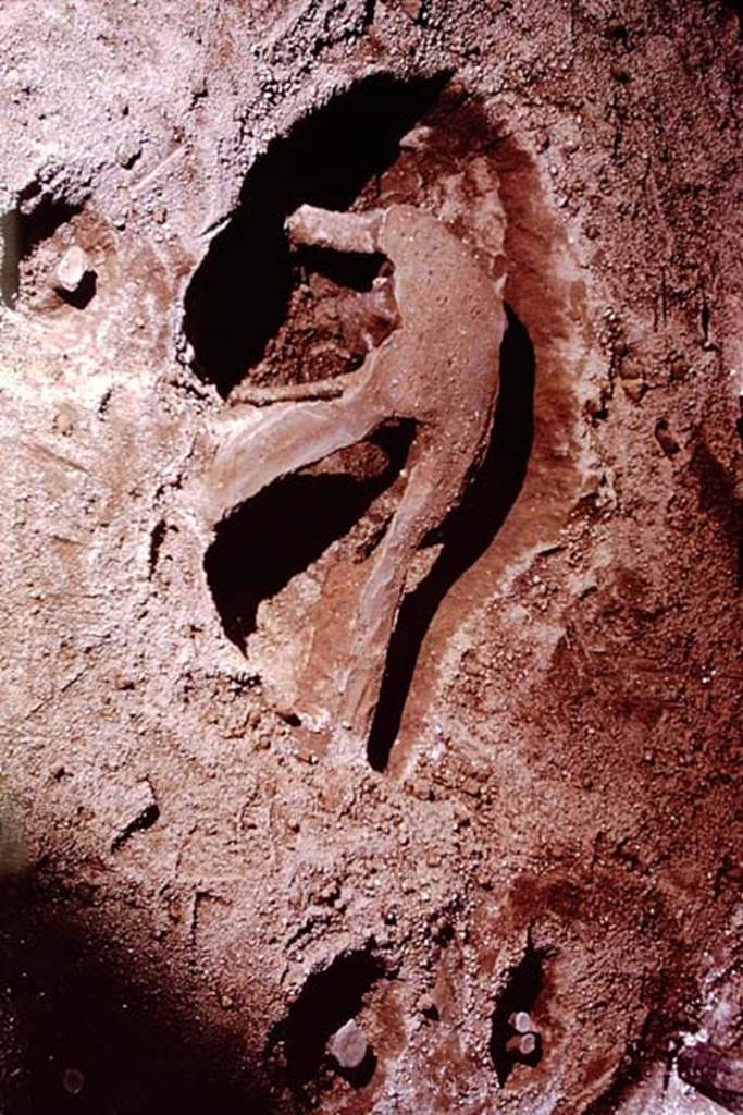 IX.13.1-3 Pompeii, 1973. Filled large and small root cavities. Photo by Stanley A. Jashemski.
Source: The Wilhelmina and Stanley A. Jashemski archive in the University of Maryland Library, Special Collections (See collection page) and made available under the Creative Commons Attribution-Non Commercial License v.4. See Licence and use details. J73f0635