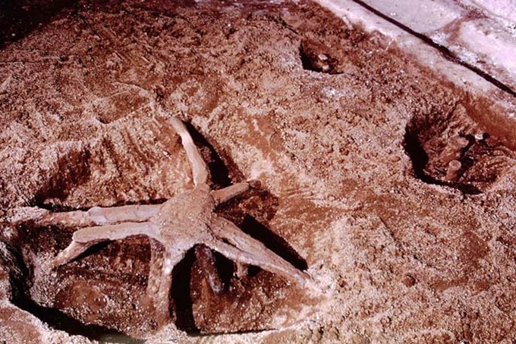 IX.13.1-3 Pompeii, 1973. Filled large and small root cavities. Photo by Stanley A. Jashemski.
Source: The Wilhelmina and Stanley A. Jashemski archive in the University of Maryland Library, Special Collections (See collection page) and made available under the Creative Commons Attribution-Non Commercial License v.4. See Licence and use details. J73f0638