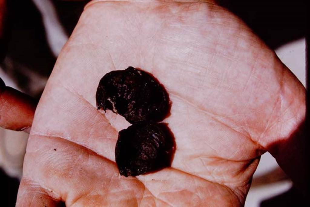 IX.13.1-3 Pompeii, 1973. Pieces of charcoal. According to Wilhelmina, “Near the root identified as a fig, many small misshapen pieces of charcoal were found, which were later identified as being figs ». Photo by Stanley A. Jashemski.
Source: The Wilhelmina and Stanley A. Jashemski archive in the University of Maryland Library, Special Collections (See collection page) and made available under the Creative Commons Attribution-Non Commercial License v.4. See Licence and use details. J73f0387